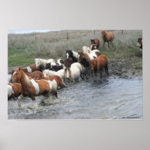 Tryck för Chincoteague ponnykanfas Print