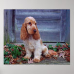 Tryck för engelskacockerspanielSpaniel Affisch