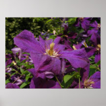 Tryck för ~ "för polsk ande" för Clematis Print