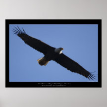 Tryck för foto för flygörndjurliv print