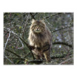 tryck för foto för husdjur för Lång-hår tabby katt