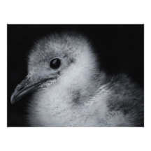 Tryck för Galapagos fiskmåschick Fotografiska Tryck