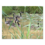 Tryck för natur för Kanada gäss avstängt Marsh 10x Fotografiska Tryck