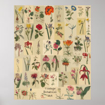Tryck för naturvintageBotanicals Collage Affisch