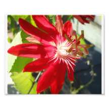 tryck för passionflower 8x10. konstfoto