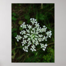 Tryck-Ko Parsley Print