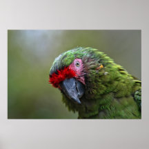 Tryck: Militär Macaw Affischer