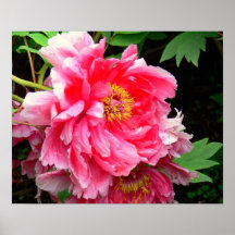 TRYCKET KANFAS KOMMENTERAR, DEN ROSA PIONEN, FOTOG AFFISCH