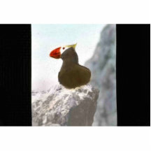 Tufted puffin cut outs
