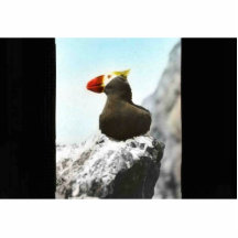 Tufted puffin cut outs