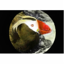 Tufted puffin photo cut outs