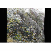 Tufted Puffin Photo Cutouts