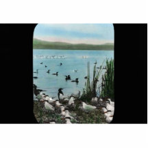 Tule sjö photo cutout