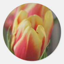 Tulip Runda Klistermärken