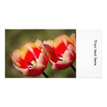 Tulpan blommar fotokortet