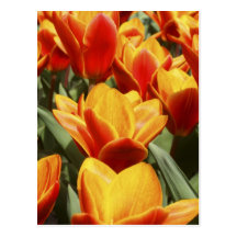 Tulpan finnas i överflöd i Keukenhof trädgårdar, H Vykort