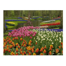 Tulpan- och hyacintträdgård, Keukenhof trädgårdar, Vykort