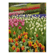 Tulpan- och hyacintträdgård, Keukenhof trädgårdar, Vykort