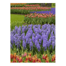 Tulpan- och hyacintträdgård, Keukenhof trädgårdar, Vykort