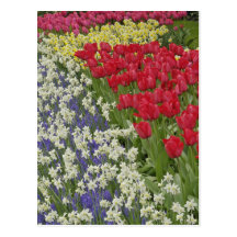Tulpan- och påskliljaträdgård, Keukenhof trädgårda Vykort