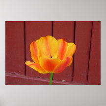 Tulpan Posters