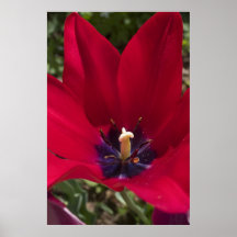 Tulpan Posters
