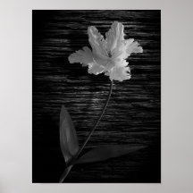 Tulpan Print