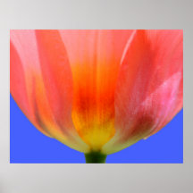 Tulpan Print