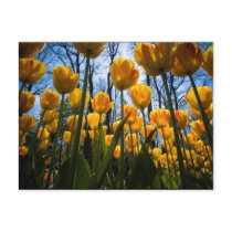 Tulpanblommavykort