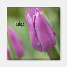 Tulpankylskåpmagnet Magneter