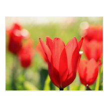 Tulpen Postkarte