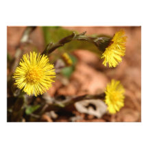 Tussilagoblommainbjudan