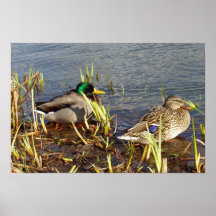 två ankor print