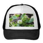Två Chickweedblommor Keps