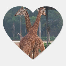 Två giraff som tröstar varje annan i en zoo klistermärke