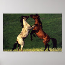 Två hästar posters