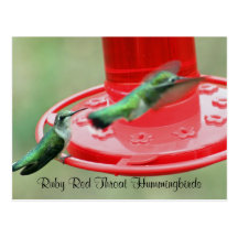 TVÅ HUMMERS, röda halsHummingbirds för Ruby Vykort