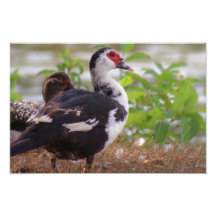 Två kvinnliga Muscovy fotograferar