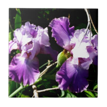Två lilaIrisblommor Keramiska Plattor