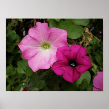 två petunias affischer
