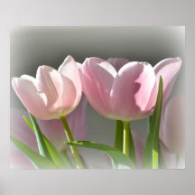 Två rosa tulpan print
