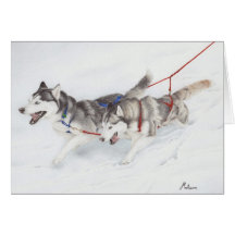 Två siberian husky som är tävlings- till och med s kort