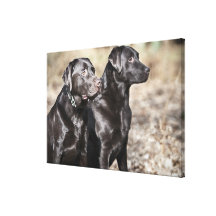 Två svart Labrador retrievers Kanvastryck