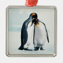 Två tillgivna pingvin julgranskula