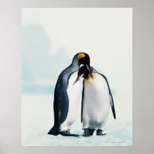 Två tillgivna pingvin posters