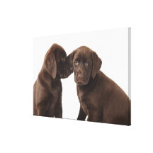 Två valpar för chokladLabrador Retriever Canvasdukar Med Gallerikvalitet
