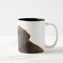 Två valpar för chokladLabrador Retriever Kaffe Koppar
