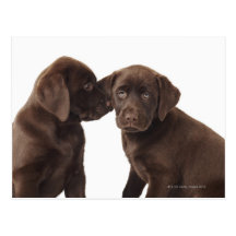 Två valpar för chokladLabrador Retriever Vykort