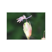 Umatilla Oregon flora blommar växtbotanik Sträckta Kanvas Tryck