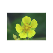Umatilla Oregon flora blommar växtbotanik Kanvasdukar Med Gallerikvalitet